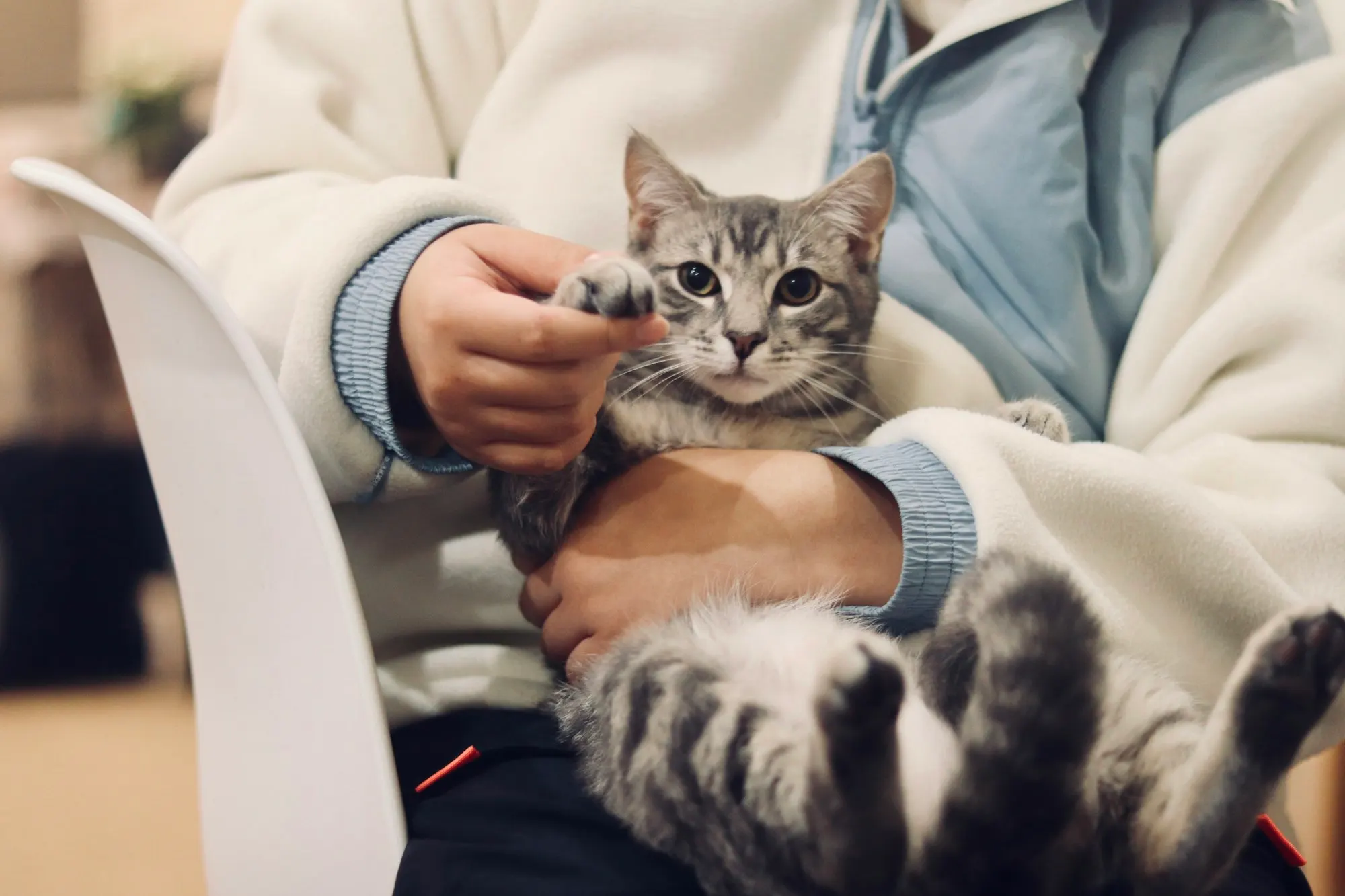 A grey tabby cat held in someone’s lap, raising a paw to be held