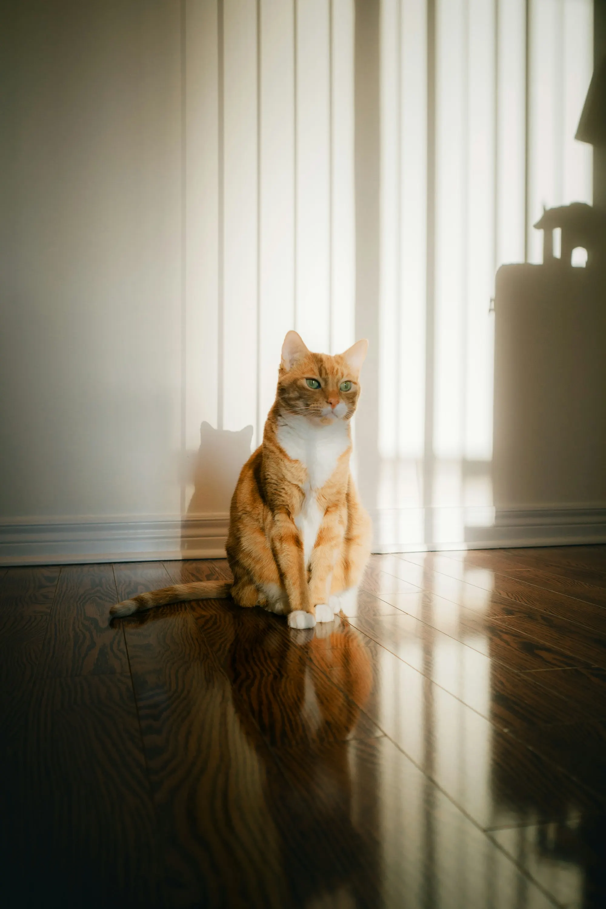 A ginger tabby cat sitting in warm window light on a wooden floor