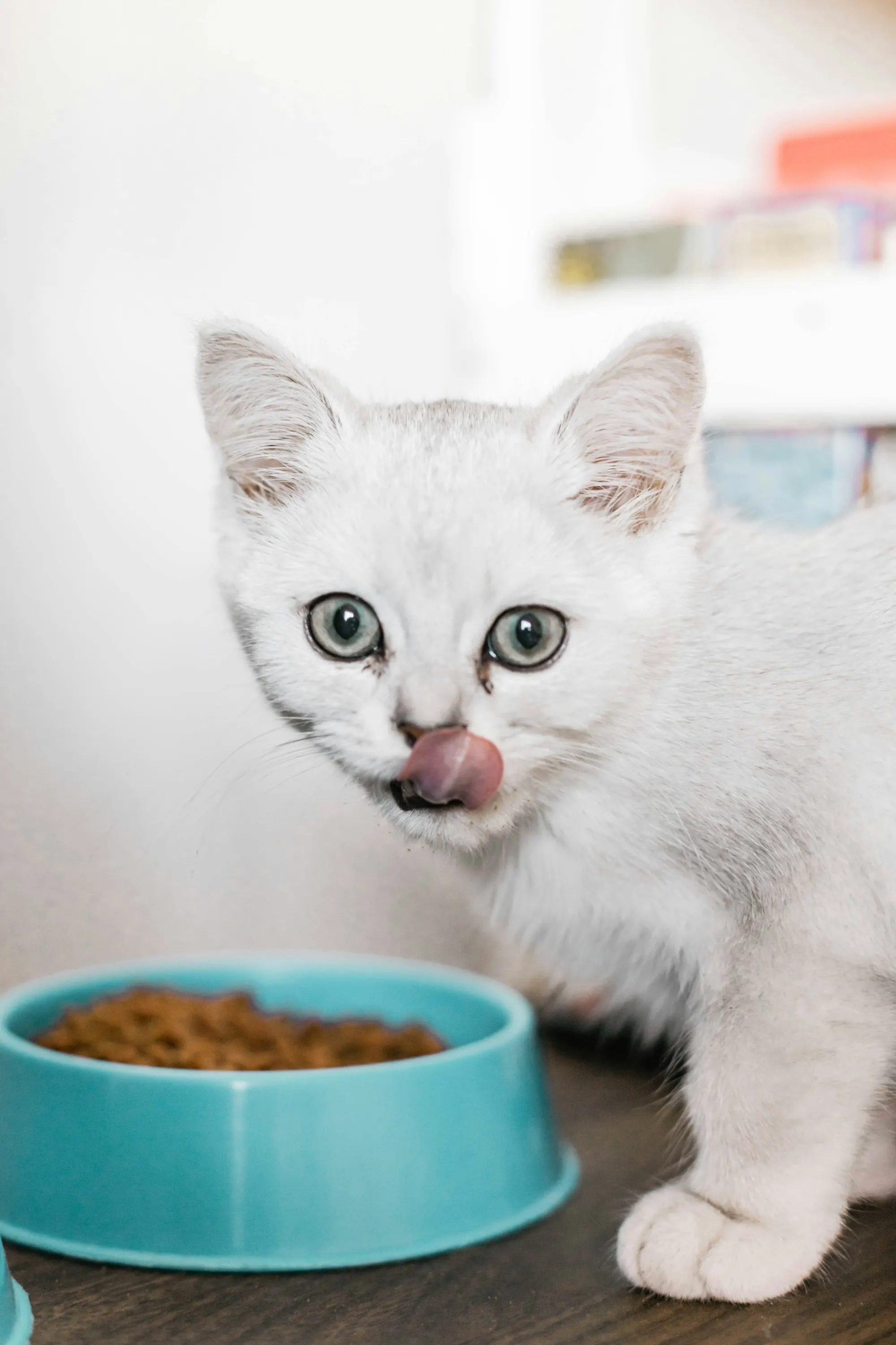 A white kitten licking its lips beside a teal bowl of dry food
