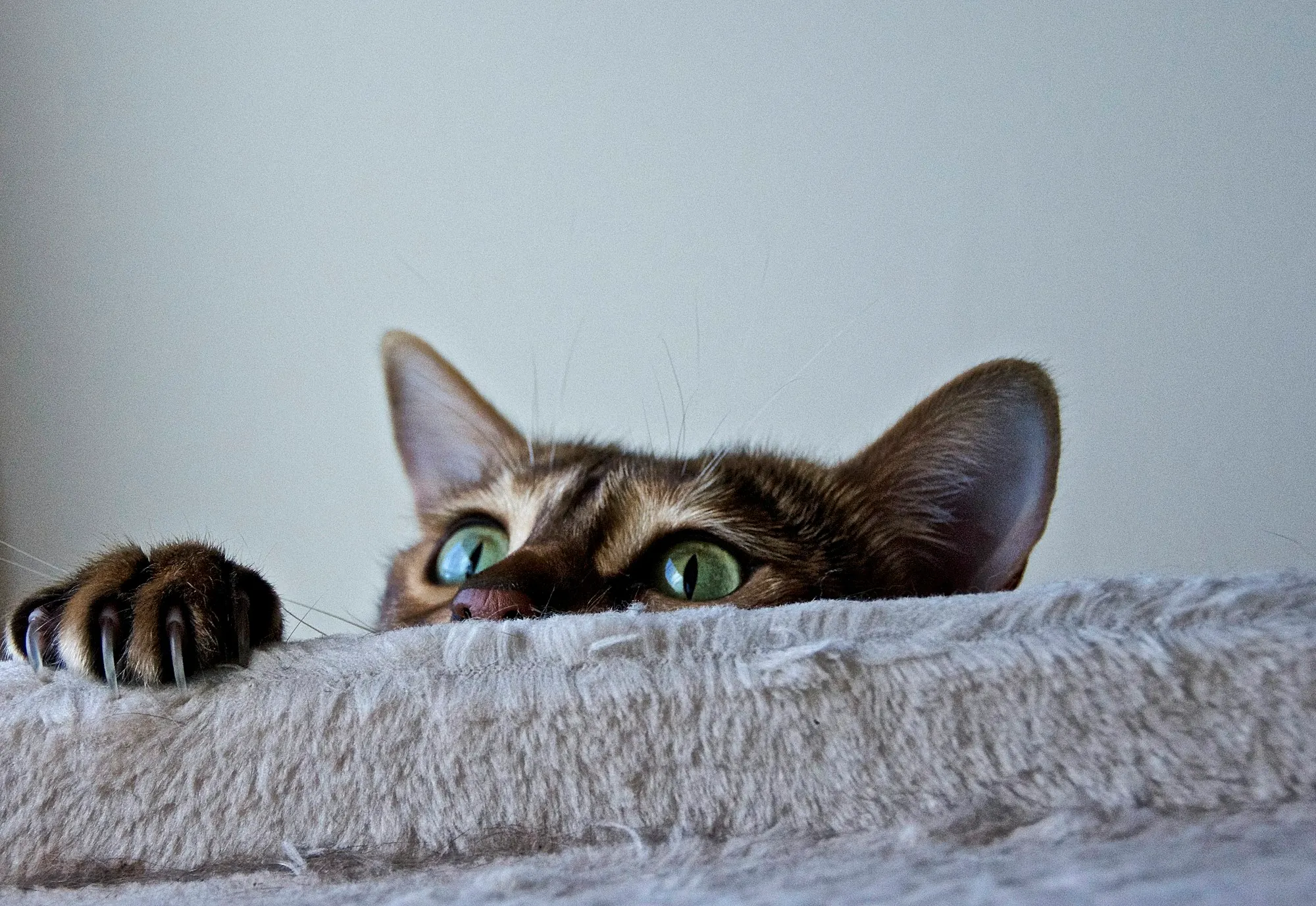 A tabby cat peeking over the edge of a soft grey cat bed, one paw gripping the edge