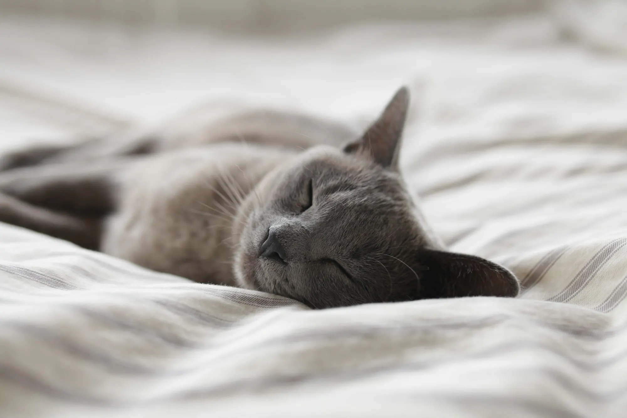 A grey Russian Blue cat asleep on soft striped bedding